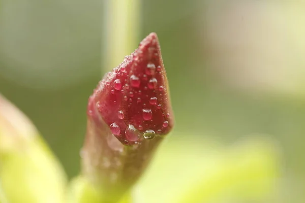 Chuva Cai Sobre Uma Flor — Fotografia de Stock