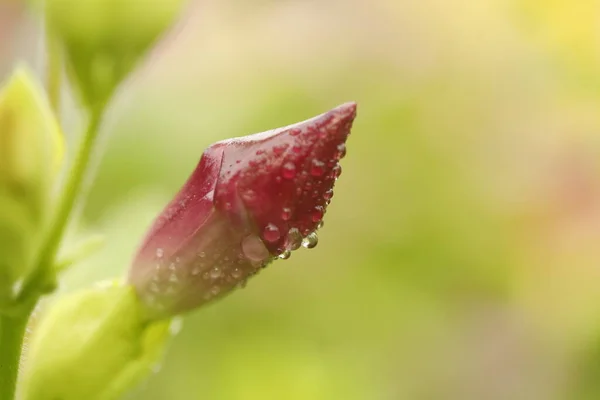 Planta Medicinal Indiana Natureza — Fotografia de Stock