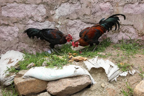 Alimentation Des Poules Dans Une Zone Rurale — Photo