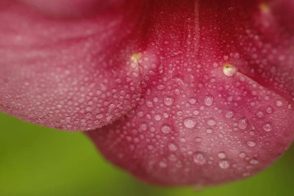 Chuva Cai Sobre Uma Flor — Fotografia de Stock