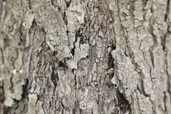 Albero Trunk Texture Macro Shot — Foto Stock