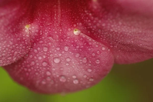 Rain Drops Flower — Stock Photo, Image