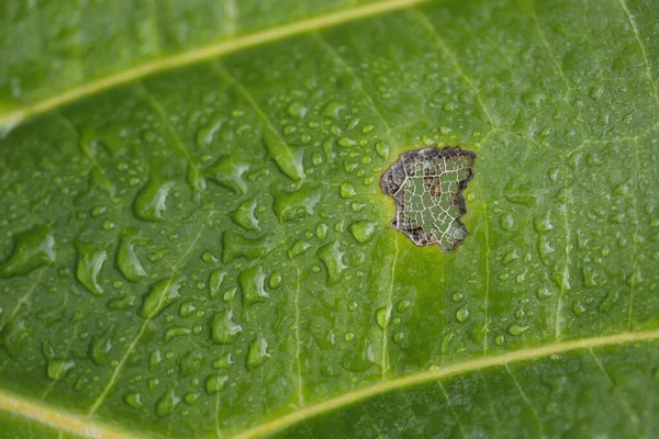 Pianta Medicata Indiana Nella Natura — Foto Stock