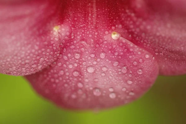 Chuva Cai Sobre Uma Flor — Fotografia de Stock