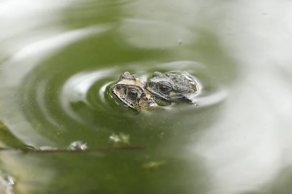 Paarung Der Frösche Frühling — Stockfoto