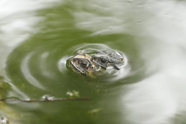 Paringskikkers Het Voorjaar — Stockfoto