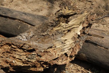 Ağaç Gövdesi deseni makro çekim