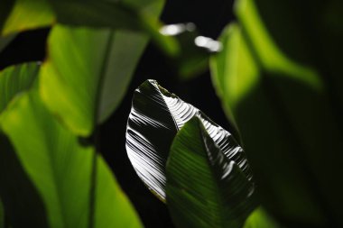 Muz Yaprağı tarlalarda yakın çekim