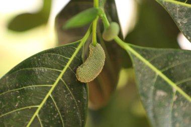 Doğada ağaçta küçük bir meyve