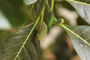 Doğada ağaçta küçük bir meyve