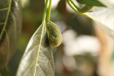 Doğada ağaçta küçük bir meyve