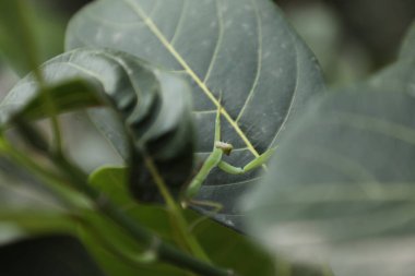 Bir bitkinin üzerinde yeşil peygamberdevesi