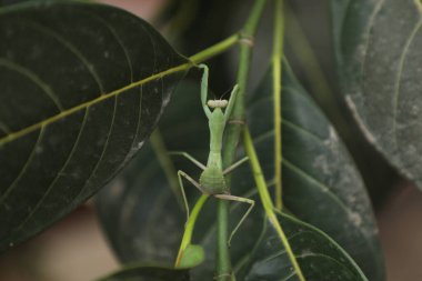 Bir bitkinin üzerinde yeşil peygamberdevesi