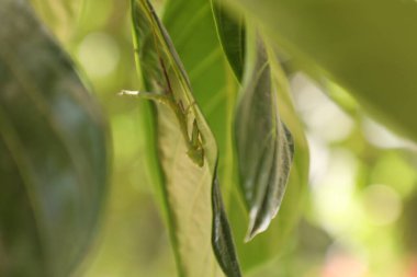 Bir bitkinin üzerinde yeşil peygamberdevesi