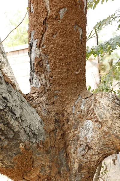 Albero Trunk Texture Macro Shot — Foto Stock