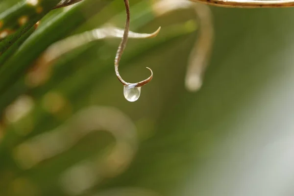 Planta Medicinal Indiana Natureza — Fotografia de Stock