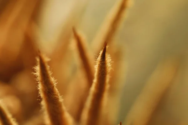 Plante Médicamenteuse Indienne Dans Nature — Photo