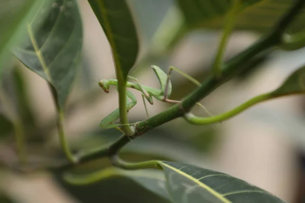 植物の緑のマンティス — ストック写真