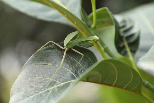 Mantis Verde Una Planta — Foto de Stock