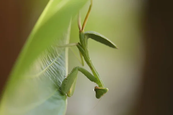 Πράσινο Mantis Ένα Φυτό — Φωτογραφία Αρχείου