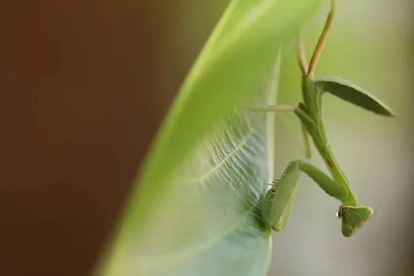 Mantis Verde Una Planta — Foto de Stock