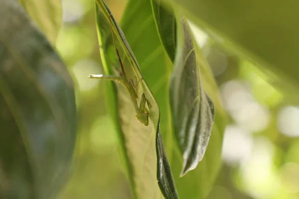 Πράσινο Mantis Ένα Φυτό — Φωτογραφία Αρχείου