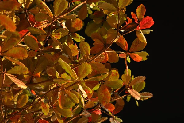 夜の葉のマイクロショット — ストック写真