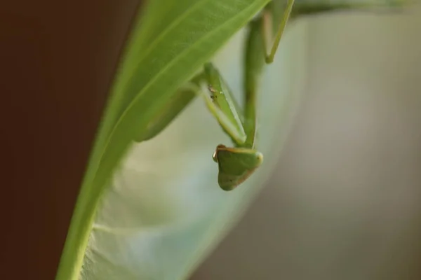 Πράσινο Mantis Ένα Φυτό — Φωτογραφία Αρχείου