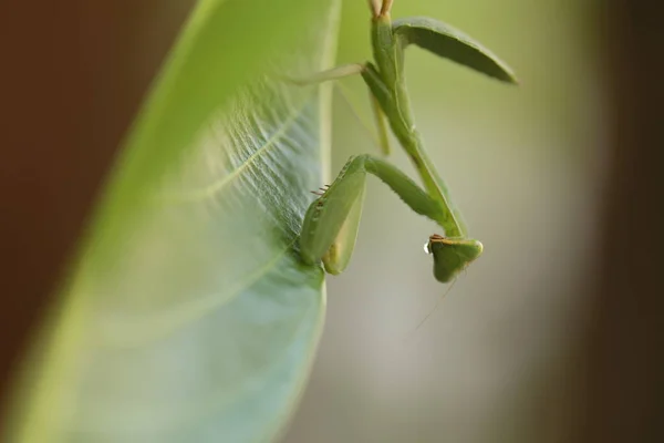 Mante Verte Sur Une Plante — Photo