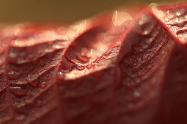 Hint İlaçlı Bitki Yaprak makro shot 'ı