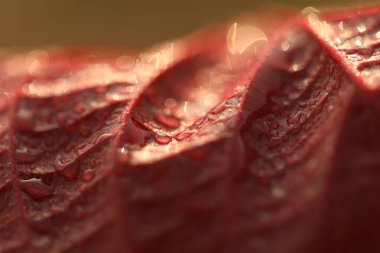 Hint İlaçlı Bitki Yaprak makro shot 'ı