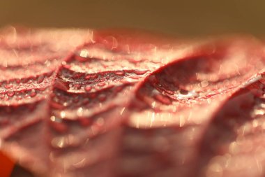 Hint İlaçlı Bitki Yaprak makro shot 'ı