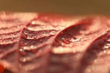 Hint İlaçlı Bitki Yaprak makro shot 'ı