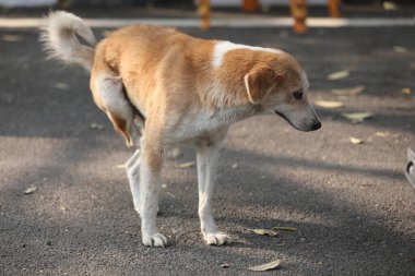 Sokak Köpeği yolda.