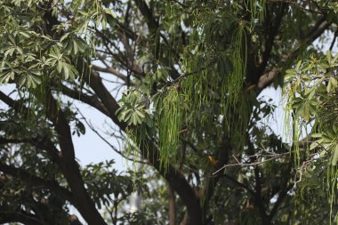 Doğadaki Hint İlaç Fabrikası