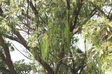 Doğadaki Hint İlaç Fabrikası