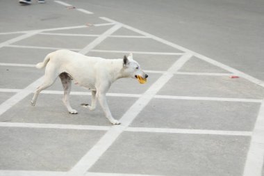 Sokak Köpeği yolda.