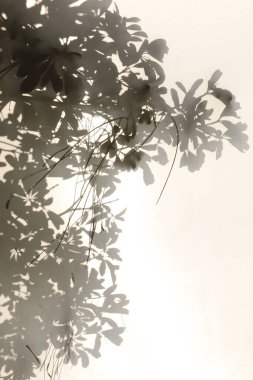 Ay ışığında Yaprak Silueti