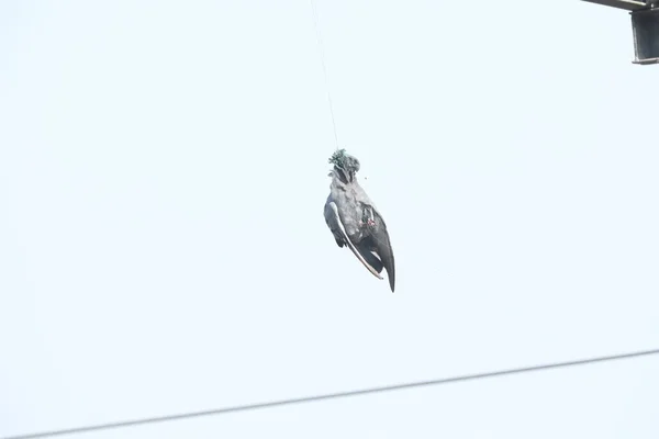 연으로 매달린 비둘기 — 스톡 사진
