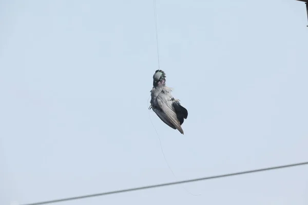 연으로 매달린 비둘기 — 스톡 사진