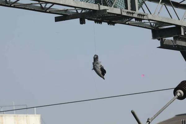 Dead Pigeon Hanging Kite Thread — Stock Photo, Image