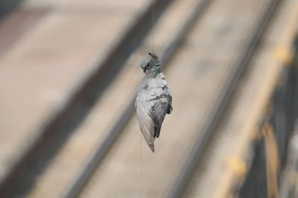 死鸽挂风筝线 — 图库照片