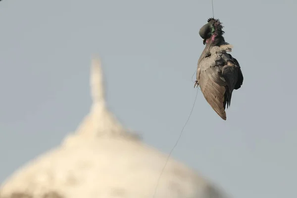 Pigeon Mort Suspendu Avec Fil Cerf Volant — Photo