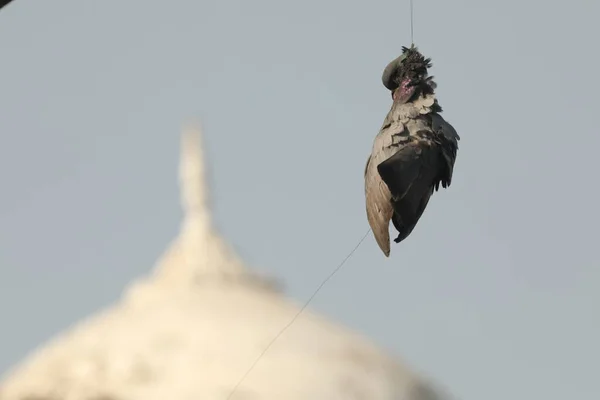 Pigeon Mort Suspendu Avec Fil Cerf Volant — Photo