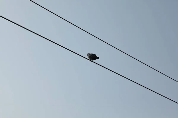 전력선에 비둘기 — 스톡 사진