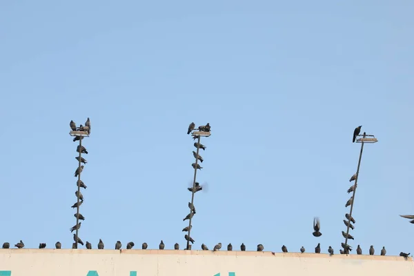 Pigeons Sur Poteau Lumière — Photo