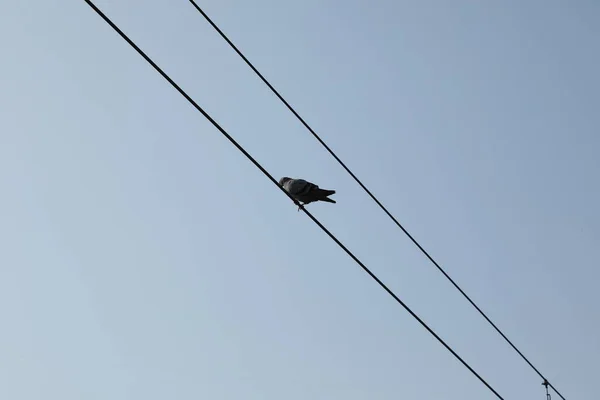 전력선에 비둘기 — 스톡 사진