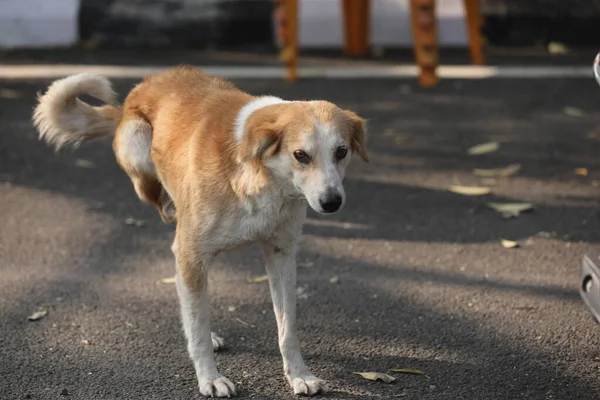Street Dog Camino — Foto de Stock