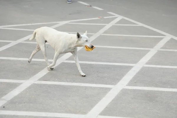 Street Dog Vägen — Stockfoto