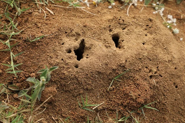 Μυρμήγκια Χτίζω Σπίτι Ξηρό Έδαφος — Φωτογραφία Αρχείου